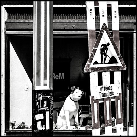 Basel-2007-Hund-im-Schaufen