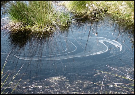 Lüneburger-Heide-2009---Pie