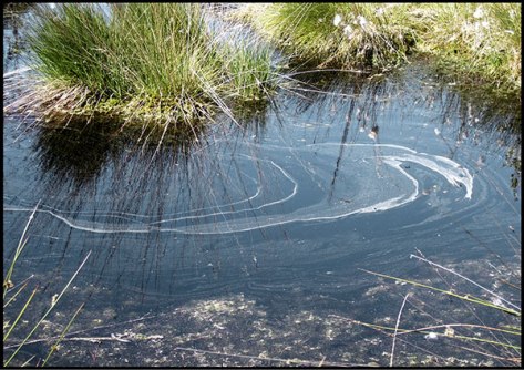 Lüneburger-Heide-2009---Pie