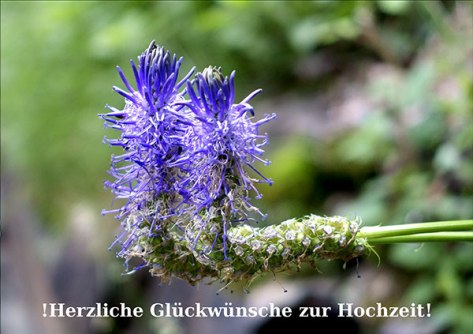 Piemont-2015-Glückwünsche-z