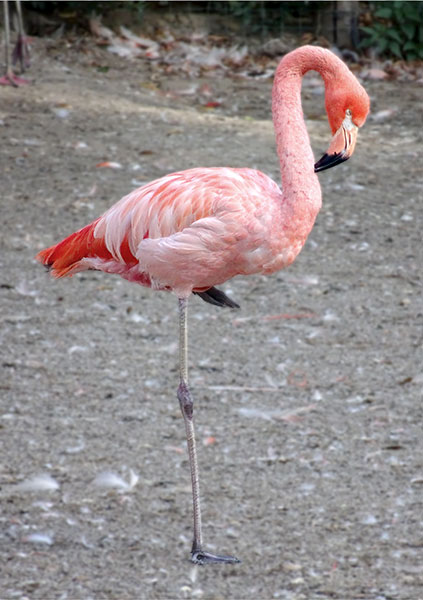 Prag-2015-Flamingo-01-Postk