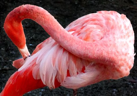 Prag-2015-Flamingo-02-Postk