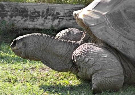 Prag-2015-Im-Zoo-01-Riesens