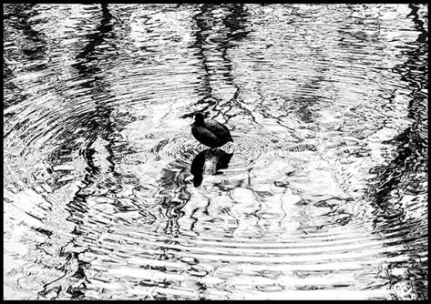 Stuttgart-2014-Am-Bärensee-