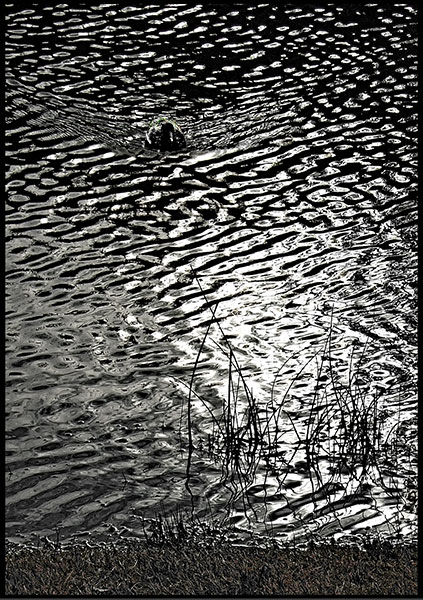 Stuttgart-2014-Im-Killesber