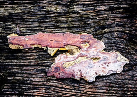 Tübingen-2015-Kiefernrinde-