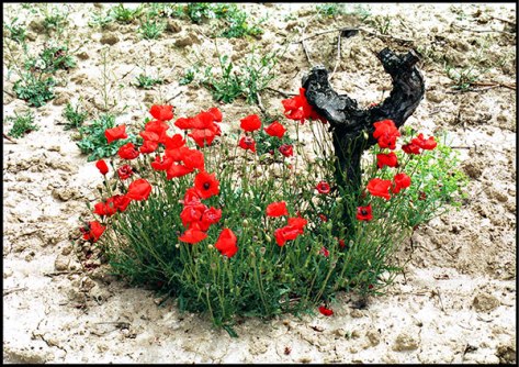 Valras-Plage-2004-Ohne-Tite