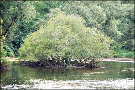 Dordogne 2010 Baum am Fluss 40x60 Druck 2010_08_09 Kopie