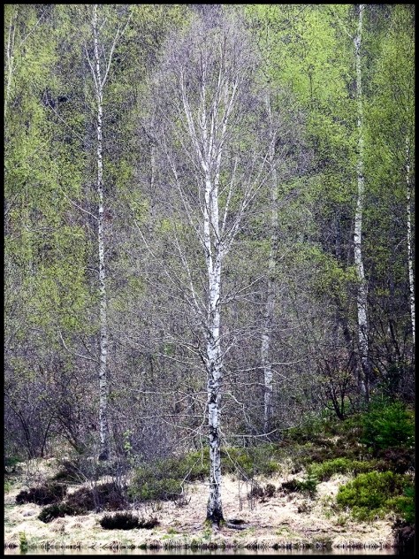 Kniebis-2017-Sankenbachsee-01