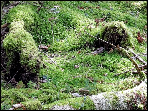 Kniebis-2017-Sankenbachsee-02