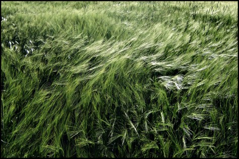 Lüneburger Heide 2009 Gerstenfeld 01 farbig
