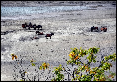 Ligurien-2017-Lago-di-Giacopiane-Pferde-am-See-01