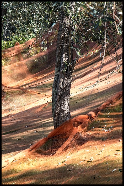 Ligurien-2017-Olivenernte-03