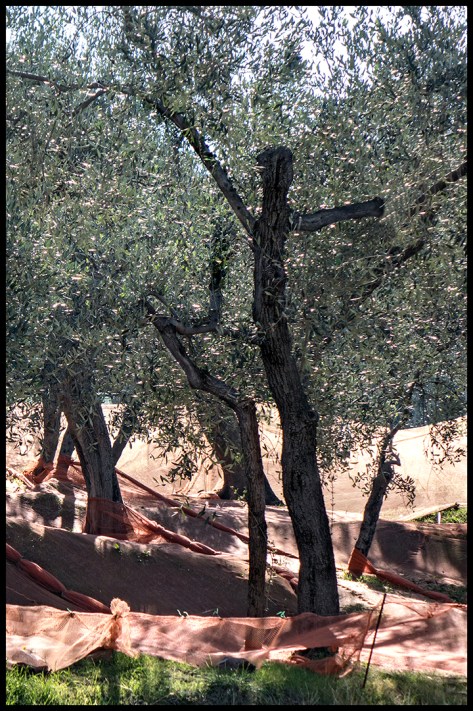 Ligurien-2017-Olivenernte-05