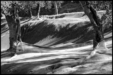 Ligurien-2017-Olivenernte-06-s-w