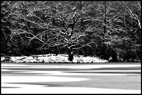 Stuttgart 2014 Verschneiter Baum am Bärensee 01 40x60