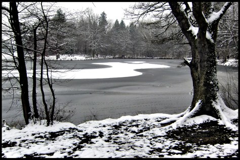 Stuttgart 2014 Verschneiter Baum am Bärensee 02 40x60