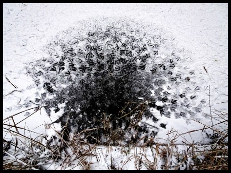 Stuttgart 2017 Am Bärensee Enten 07