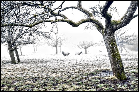 Tübingen-2015-Schafe-an-der-Wurmlinger-Kapelle-V02