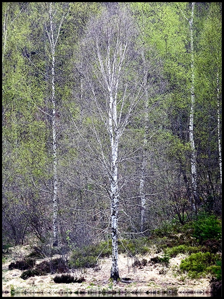 Kniebis-2017-Sankenbachsee-