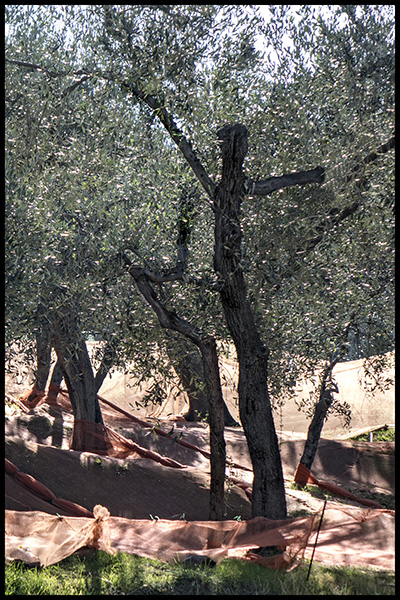 Ligurien-2017-Olivenernte-0