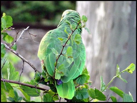 Stuttgart-2017--Gelbkopfama