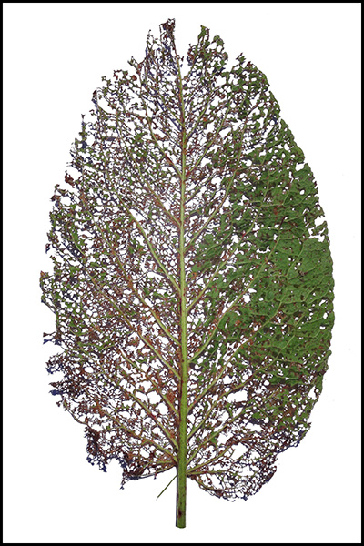 Tannheimer-Tal-2018-Blatt-0